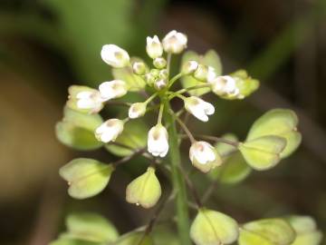 Fotografia da espécie Thlaspi perfoliatum var. perfoliatum