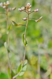 Fotografia da espécie Thlaspi perfoliatum var. perfoliatum