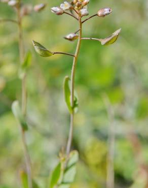 Fotografia 3 da espécie Thlaspi perfoliatum var. perfoliatum no Jardim Botânico UTAD