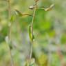 Fotografia 3 da espécie Thlaspi perfoliatum var. perfoliatum do Jardim Botânico UTAD