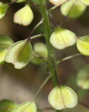 Fotografia 4 da espécie Thlaspi perfoliatum var. perfoliatum no Jardim Botânico UTAD