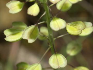 Fotografia da espécie Thlaspi perfoliatum var. perfoliatum