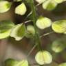 Fotografia 4 da espécie Thlaspi perfoliatum var. perfoliatum do Jardim Botânico UTAD