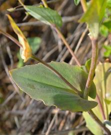 Fotografia da espécie Thlaspi perfoliatum var. perfoliatum