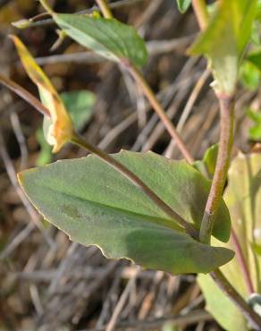 Fotografia 5 da espécie Thlaspi perfoliatum var. perfoliatum no Jardim Botânico UTAD