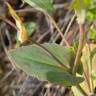 Fotografia 5 da espécie Thlaspi perfoliatum var. perfoliatum do Jardim Botânico UTAD