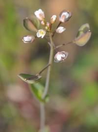 Fotografia da espécie Thlaspi perfoliatum var. perfoliatum