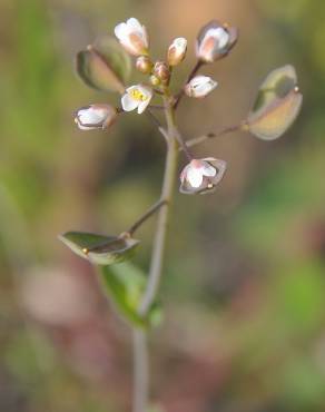 Fotografia 6 da espécie Thlaspi perfoliatum var. perfoliatum no Jardim Botânico UTAD