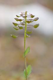 Fotografia da espécie Thlaspi perfoliatum var. perfoliatum