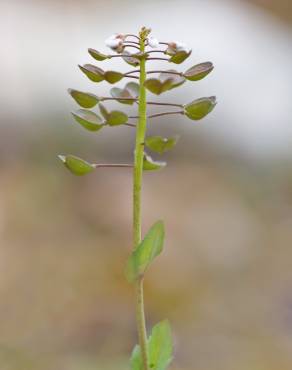 Fotografia 7 da espécie Thlaspi perfoliatum var. perfoliatum no Jardim Botânico UTAD