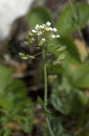 Fotografia da espécie Thlaspi perfoliatum var. perfoliatum