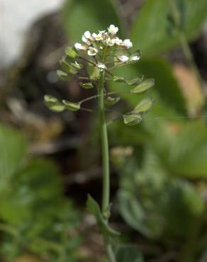 Fotografia 8 da espécie Thlaspi perfoliatum var. perfoliatum no Jardim Botânico UTAD