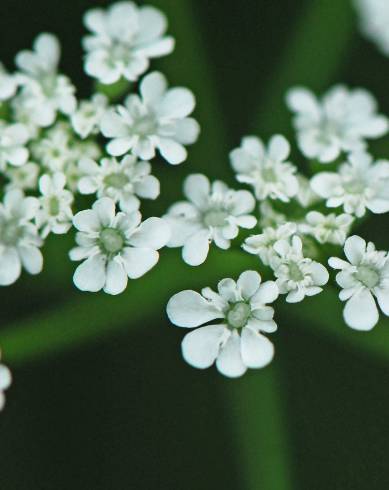 Fotografia de capa Torilis arvensis subesp. neglecta - do Jardim Botânico