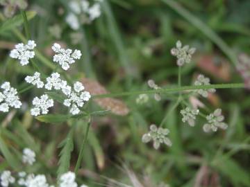 Fotografia da espécie Torilis arvensis subesp. neglecta