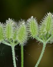 Fotografia da espécie Torilis arvensis