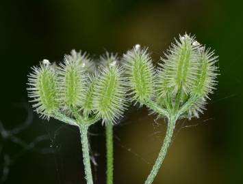 Fotografia da espécie Torilis arvensis subesp. purpurea