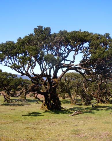 Fotografia de capa Ocotea foetens - do Jardim Botânico