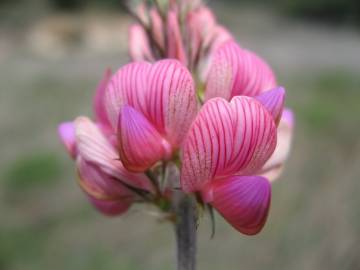 Fotografia da espécie Onobrychis viciifolia