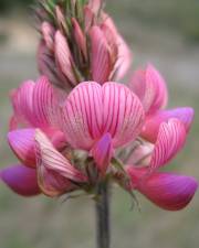 Fotografia da espécie Onobrychis viciifolia