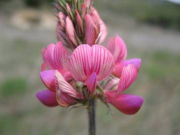 Fotografia da espécie Onobrychis viciifolia