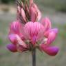Fotografia 1 da espécie Onobrychis viciifolia do Jardim Botânico UTAD