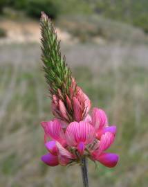 Fotografia da espécie Onobrychis viciifolia