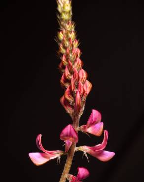 Fotografia 6 da espécie Onobrychis viciifolia no Jardim Botânico UTAD