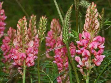 Fotografia da espécie Onobrychis viciifolia