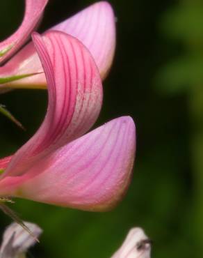 Fotografia 10 da espécie Onobrychis viciifolia no Jardim Botânico UTAD