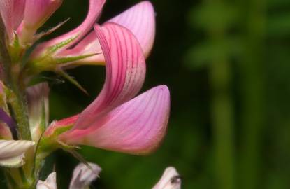 Fotografia da espécie Onobrychis viciifolia