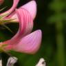 Fotografia 10 da espécie Onobrychis viciifolia do Jardim Botânico UTAD