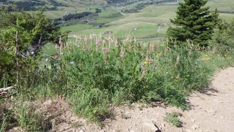 Fotografia da espécie Onobrychis viciifolia