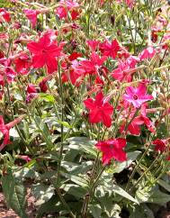 Nicotiana alata