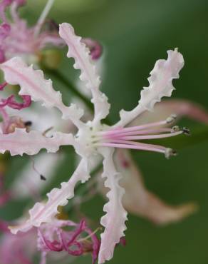 Fotografia 2 da espécie Nerine undulata no Jardim Botânico UTAD