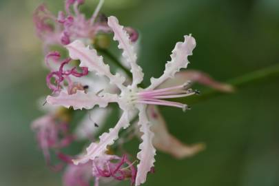 Fotografia da espécie Nerine undulata