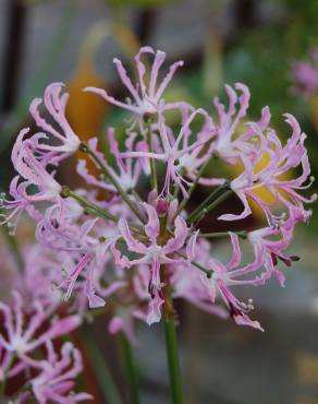 Fotografia 3 da espécie Nerine undulata no Jardim Botânico UTAD