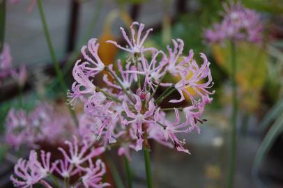 Fotografia da espécie Nerine undulata