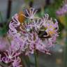 Fotografia 3 da espécie Nerine undulata do Jardim Botânico UTAD