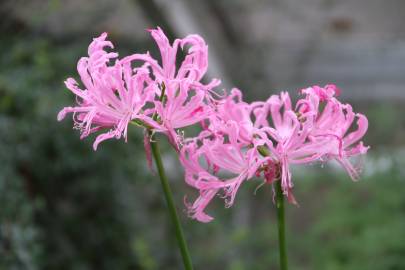 Fotografia da espécie Nerine undulata