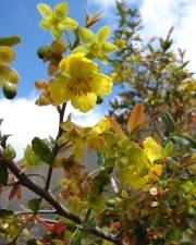 Fotografia da espécie Ochna serrulata