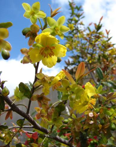 Fotografia de capa Ochna serrulata - do Jardim Botânico