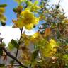 Fotografia 1 da espécie Ochna serrulata do Jardim Botânico UTAD