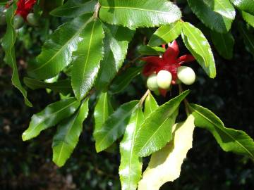 Fotografia da espécie Ochna serrulata