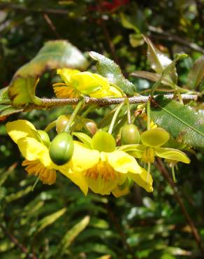 Fotografia 3 da espécie Ochna serrulata no Jardim Botânico UTAD