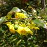 Fotografia 3 da espécie Ochna serrulata do Jardim Botânico UTAD