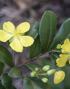 Fotografia 4 da espécie Ochna serrulata no Jardim Botânico UTAD