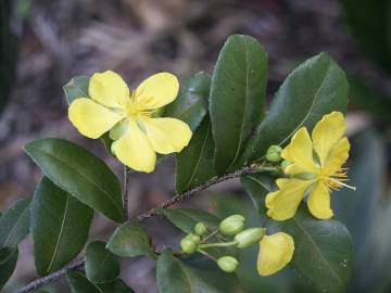 Fotografia da espécie Ochna serrulata