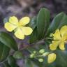 Fotografia 4 da espécie Ochna serrulata do Jardim Botânico UTAD