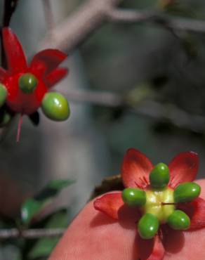 Fotografia 5 da espécie Ochna serrulata no Jardim Botânico UTAD