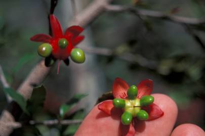 Fotografia da espécie Ochna serrulata